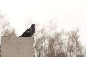 Portrait of Gray Pigeon photo