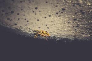 Wasp on Black Surface photo