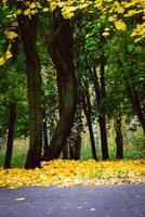 Trees with yellow leaves photo