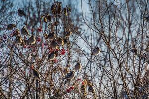 Waxwings on Winter Tree photo