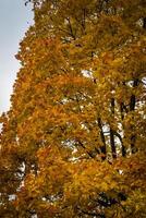 Golden autumn in the park photo