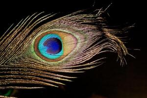 Peacock Feather Macro photo