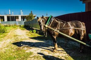 Portrait of Harnessed Horse photo