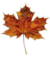 Detailed Fall Maple Leaf photo
