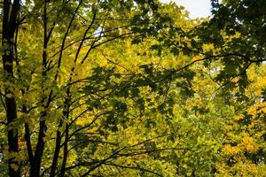 ramas de los árboles en el parque de otoño foto