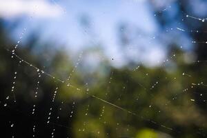 Water on Cobweb photo