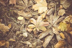 Fall Leaves Filtered photo