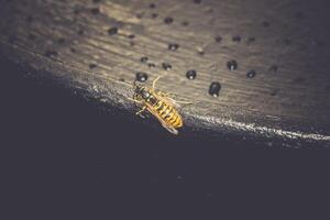 Wasp on Black Surface photo