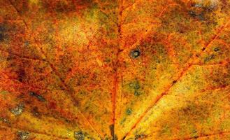 Fall maple leaf texture photo