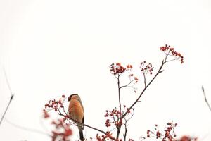 Bullfinch on Rowan photo