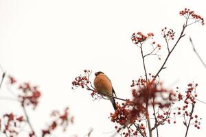 Bullfinch on Rowan photo