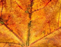 Detailed Fall Maple Leaf Texture photo