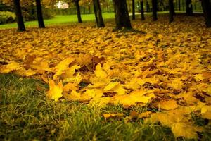 Yellow fallen leaves on ground photo