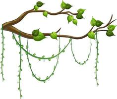 Tree branch with liana isolated vector