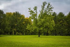 Trees in Autumn city park photo