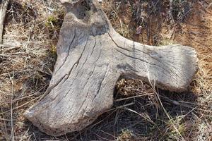 Giraffe Bone in Grass photo