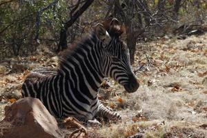 Cute Zebra Foal photo