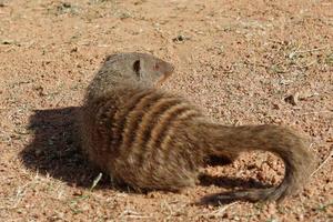 Cute Banded Mongoose photo