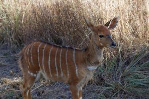 Young Nyala Ewe photo