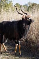 Adult Nyala Bull photo