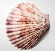 Scallop Seashell Macro photo