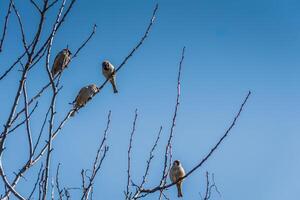 Sparrows on the Tree photo