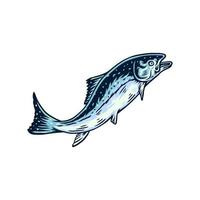 Vector illustration of salmon fish, and drawn line style with digital color