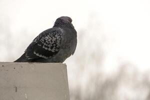 Portrait of Gray Pigeon photo