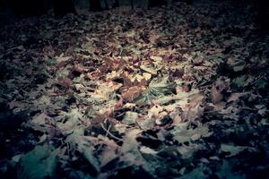 Fallen Leaves on Grass photo