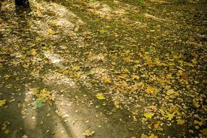 hojas de otoño en el suelo foto