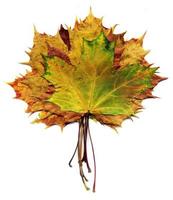 Boquet Fall Maple Leaves photo