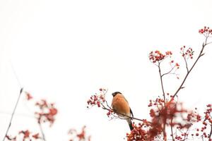 Bullfinch on Rowan photo