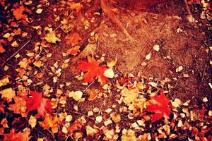 otoño hojas de arce filtradas foto