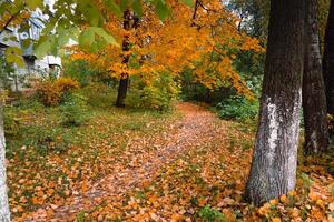 Tree branches in autumn park photo