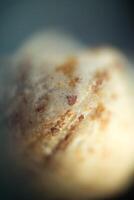 Supermacro of Fossilized Shell photo