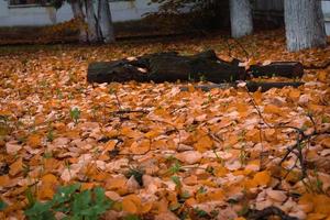hojas de otoño caídas foto