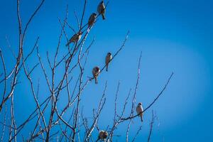 Sparrows on the Tree photo