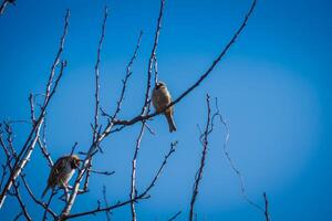 Sparrows on the Tree photo