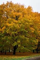 Golden autumn in the park photo