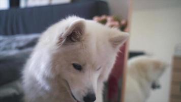 Cute white furry dog messing around on bed video