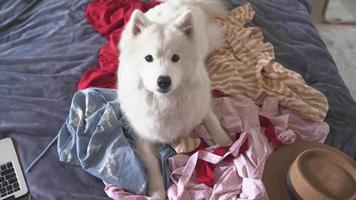 Cute white furry dog messing around on bed video