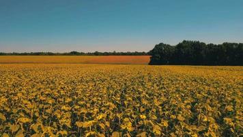 Aerial view of plantation fields on a sunny day video