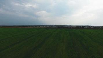 Grüne offene Felder in der Nähe von Kiew, Ukraine video