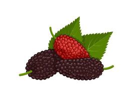 Vector illustration, mulberry fruit with green leaves, isolated on white background.
