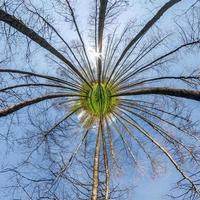 spring tiny planet transformation of spherical panorama 360 degrees. Spherical abstract aerial view in forest with clumsy branches. Curvature of space. photo