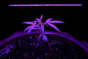 Sapling Marijuana growing in a plant pot with LED grow light photo