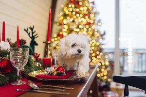 Small white terrier on a decorative christmas table photo