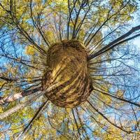 tiny planet transformation of spherical panorama 360 degrees. Spherical abstract aerial view in autumn forest with clumsy branches in gold autumn. Curvature of space. photo