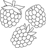 Raspberry Fruit Isolated Coloring Page for Kids vector