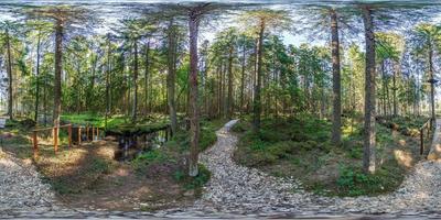 vista panorámica hdri 360 esférica completa en un camino peatonal de grava en un bosque de pinos en proyección equirectangular. contenido vr ar foto